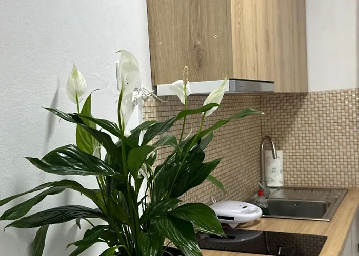 Meraki Center 티라나